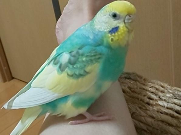 あずきちゃん あずきちゃん