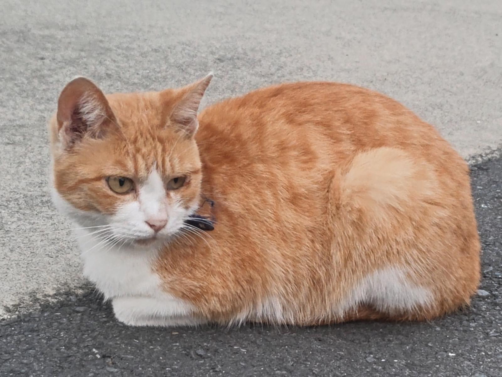 目撃された猫 目撃された猫