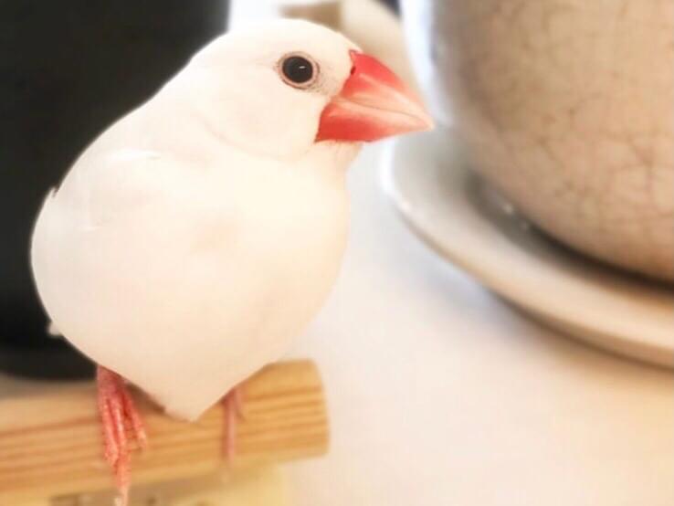 ふくちゃん ふくちゃん