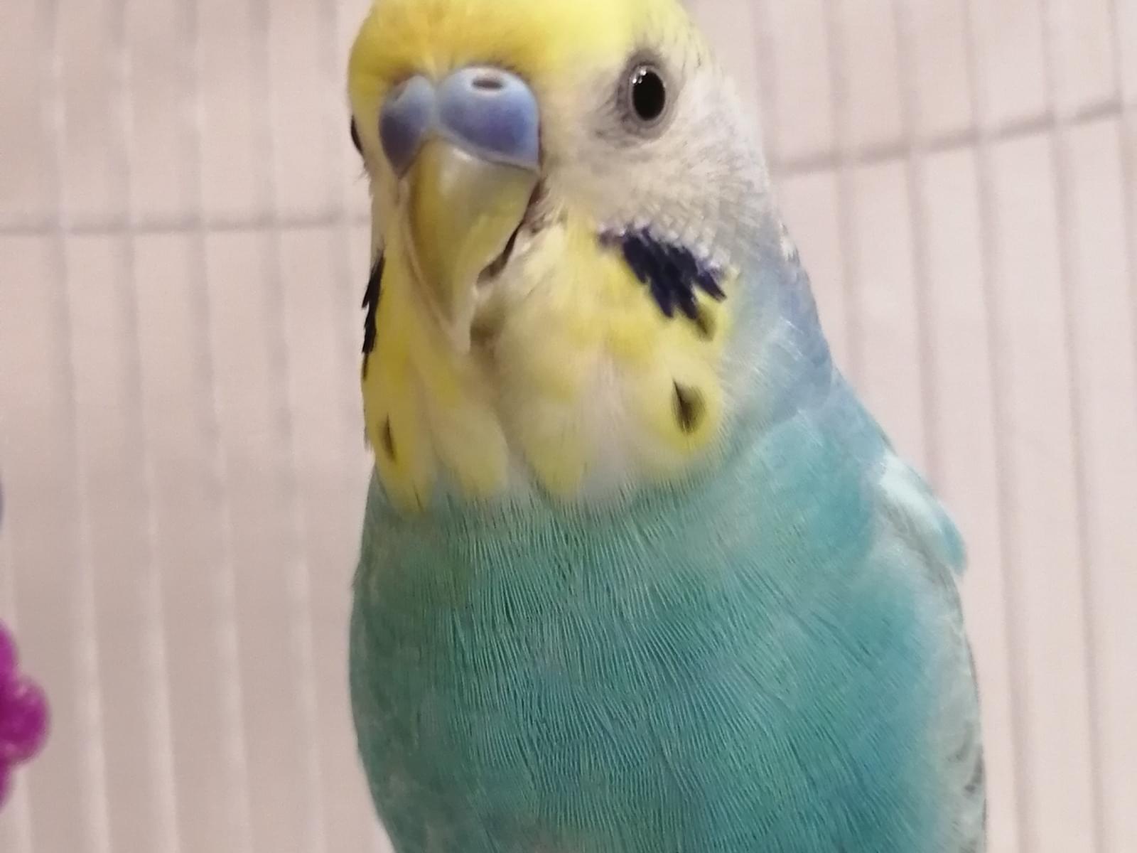 ミントちゃん