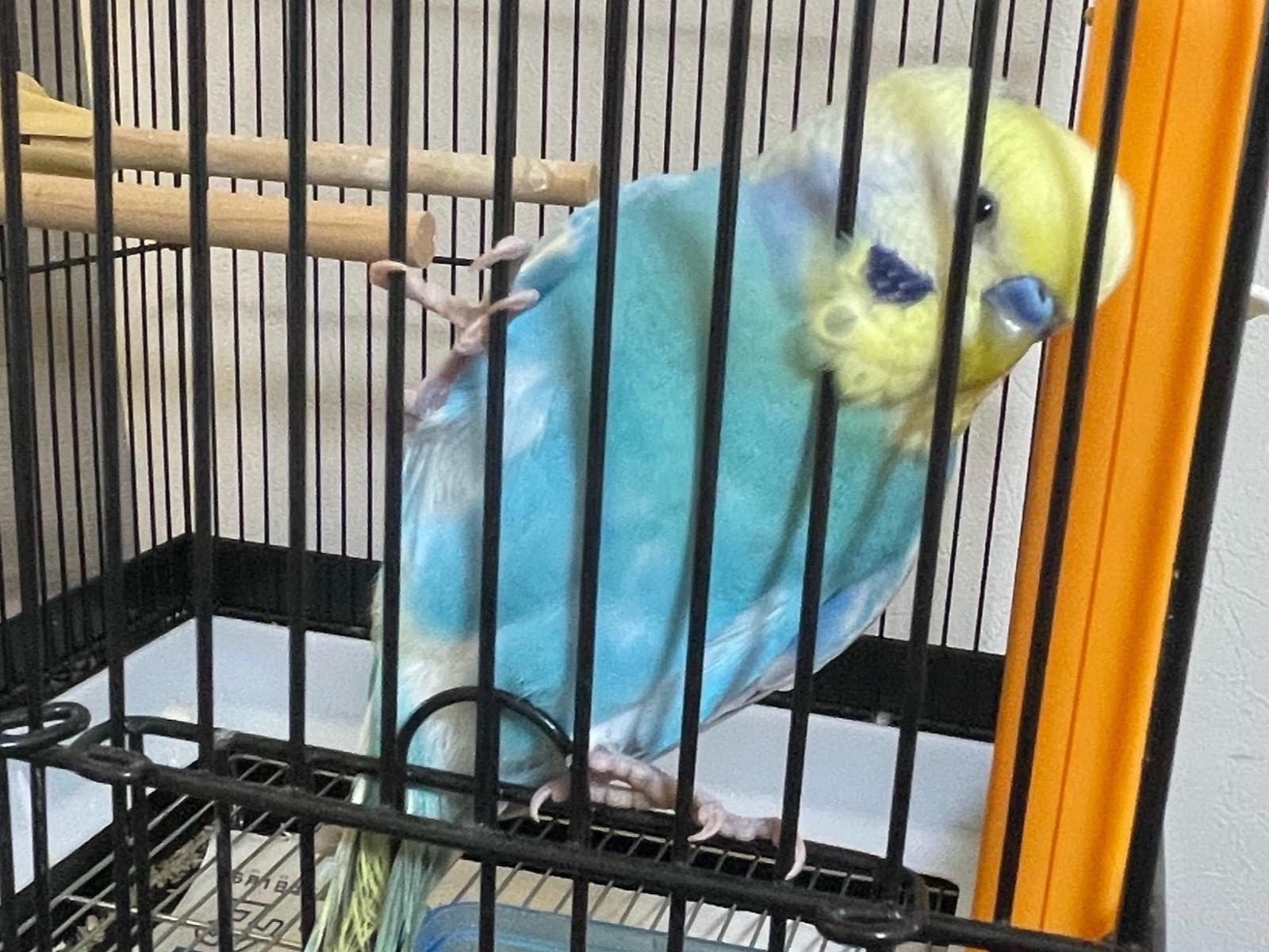 保護された鳥 保護された鳥