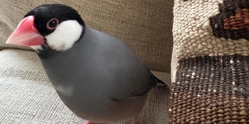 桜文鳥を探しています