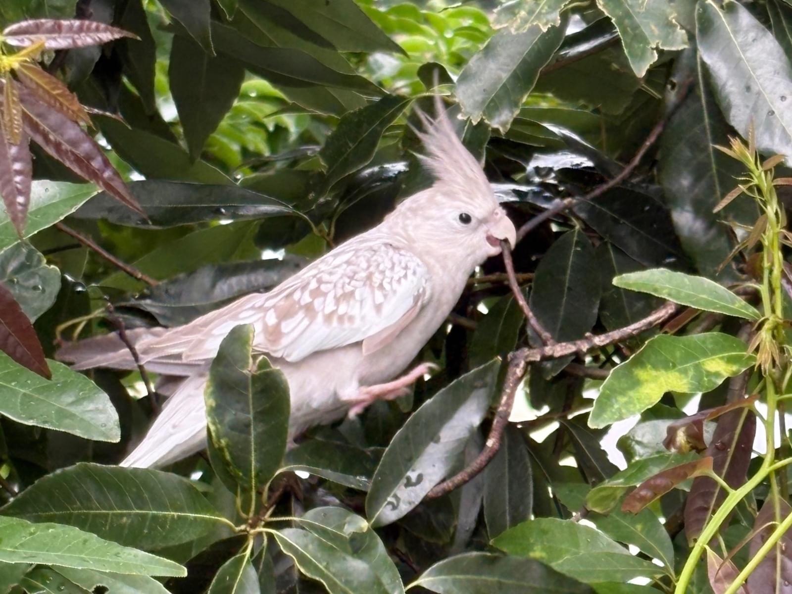 目撃された鳥 目撃された鳥