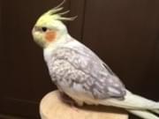 しじみちゃん しじみちゃん