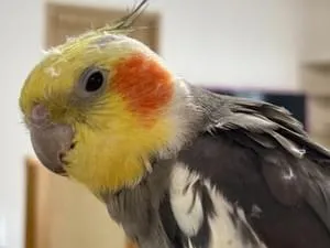 オカメインコ オカメインコ ノーマル オス 1.5歳