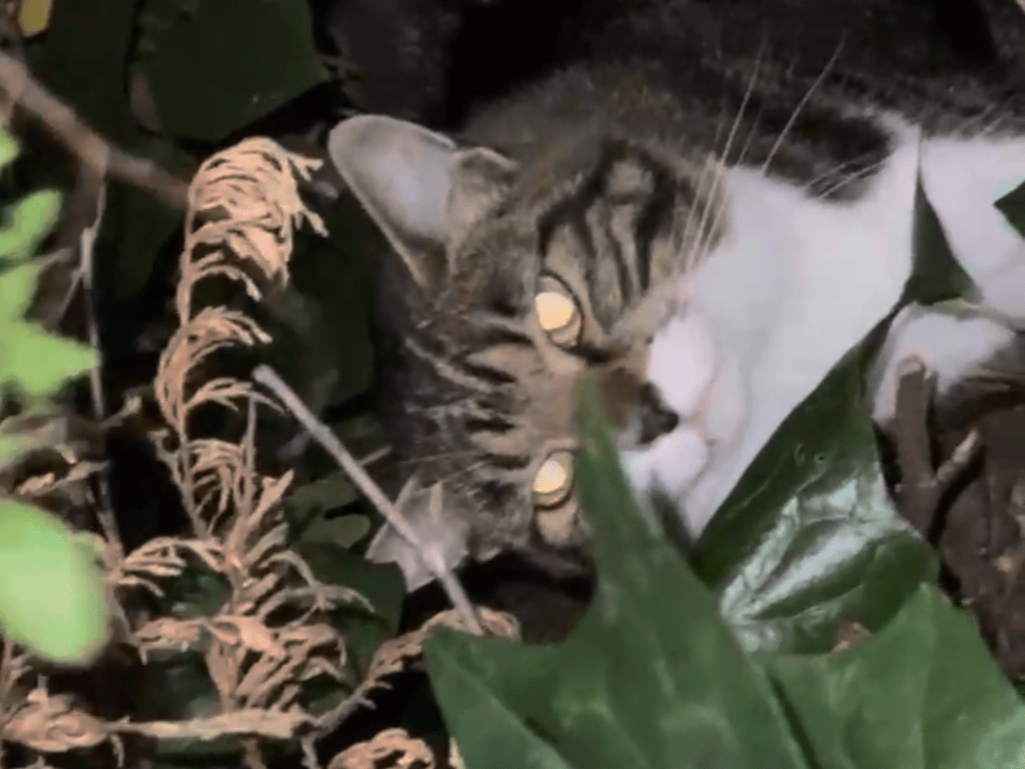 目撃された猫 目撃された猫