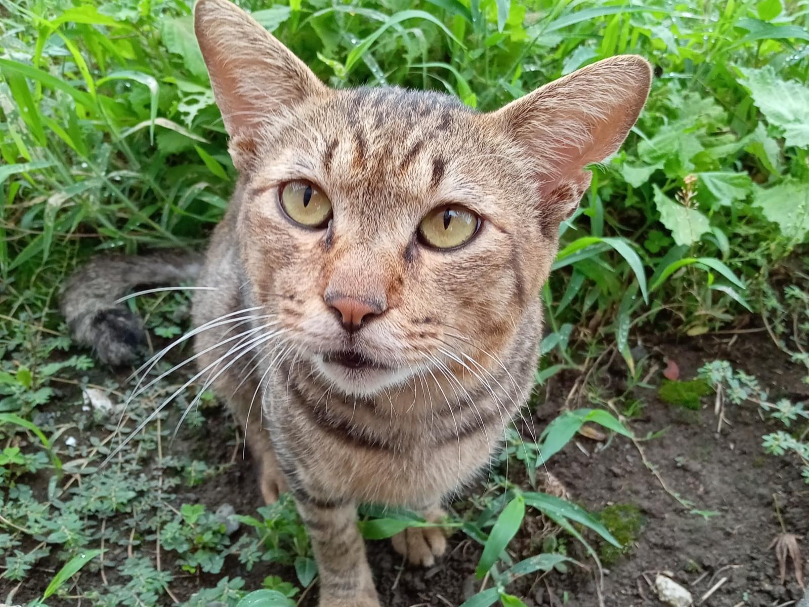 目撃された猫 目撃された猫