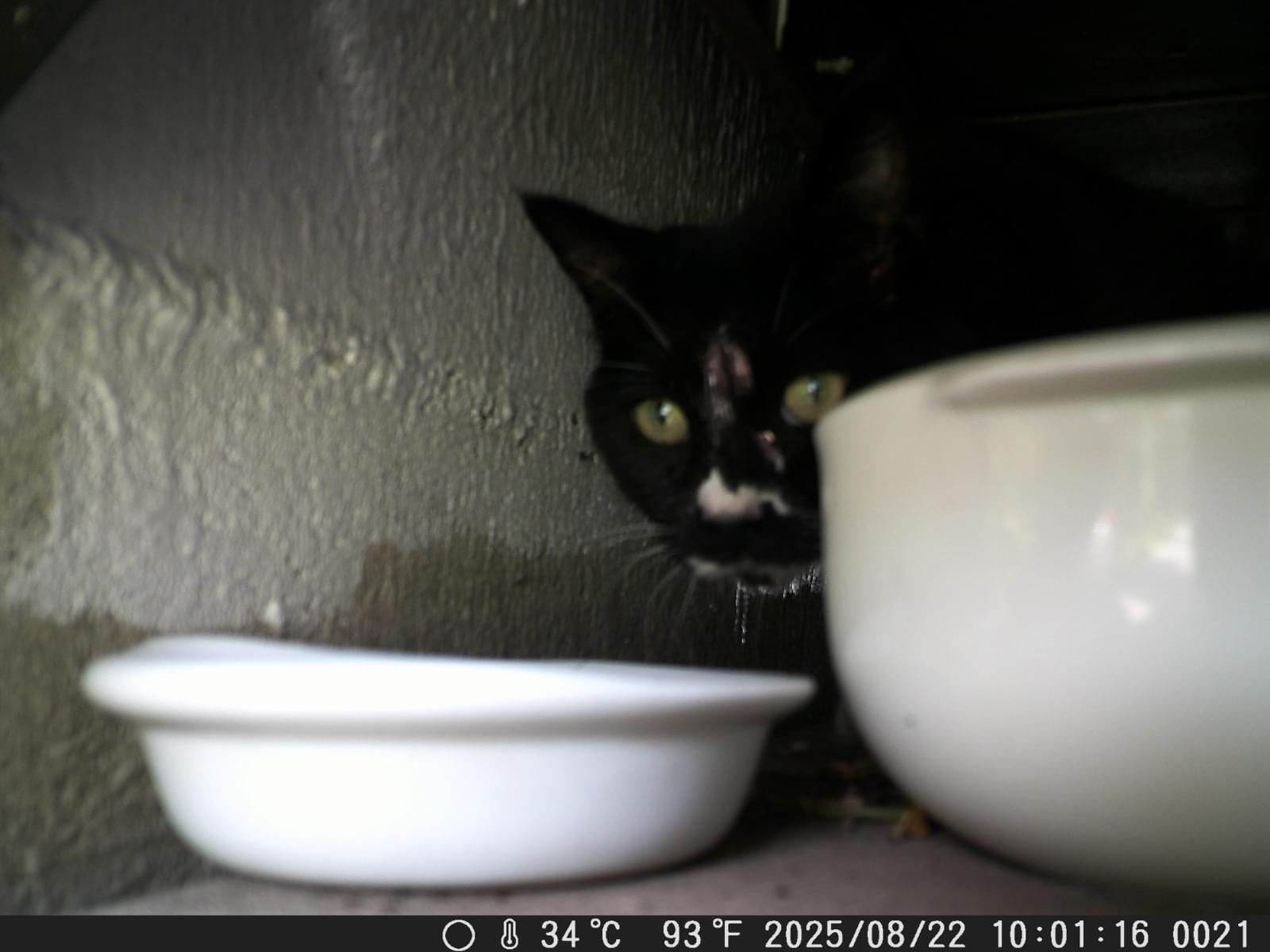 目撃された猫 目撃された猫