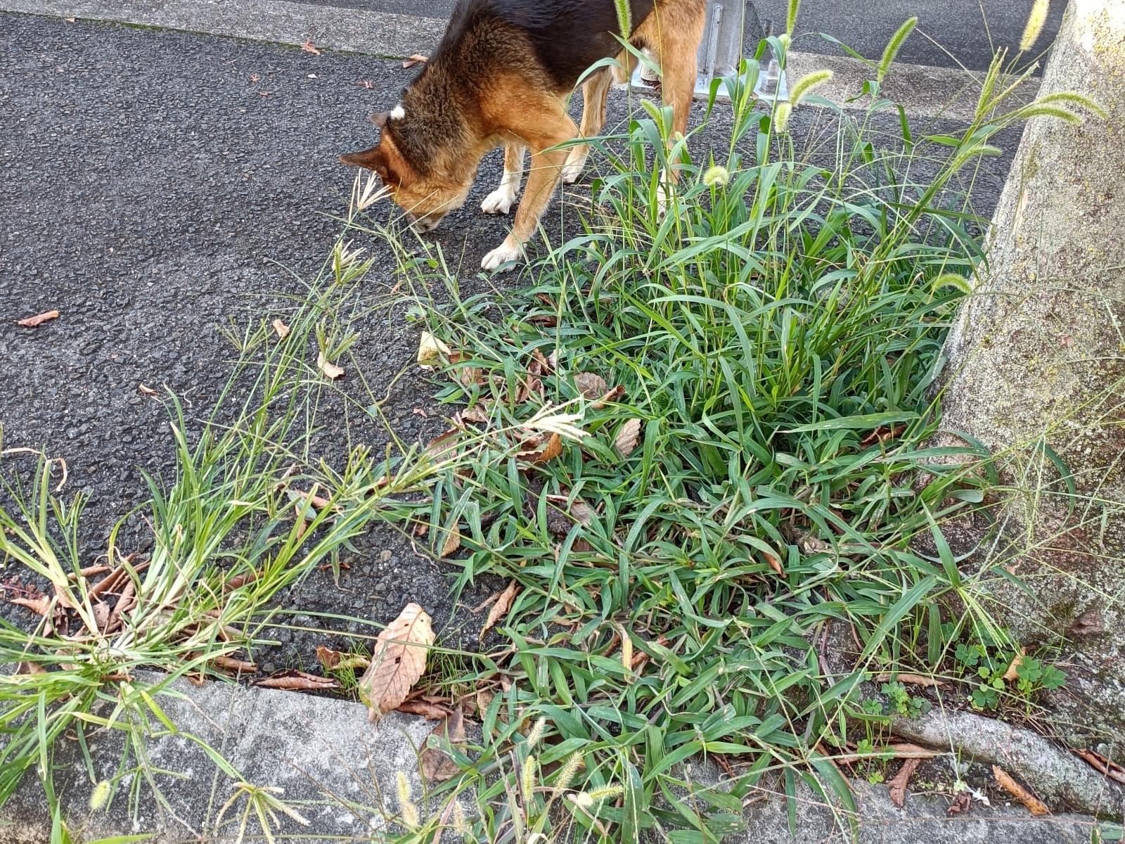 目撃された犬 目撃された犬