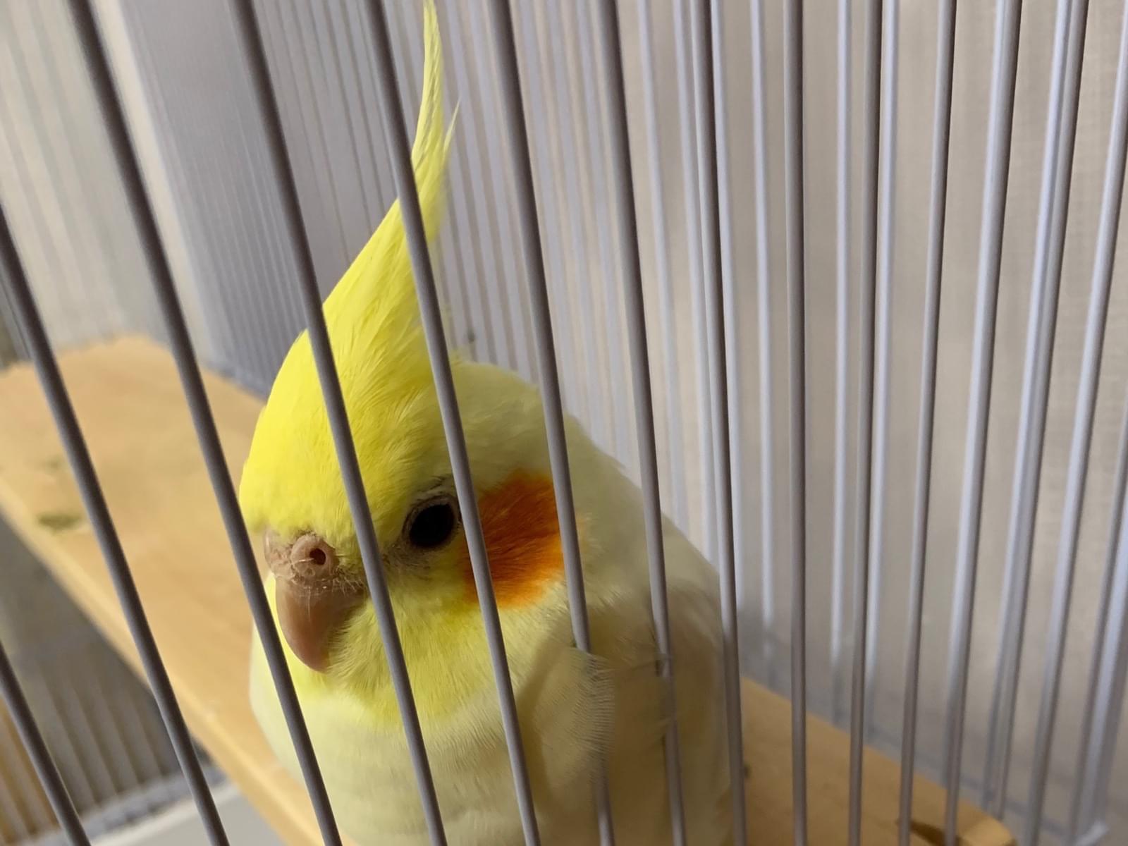 パルちゃん パルちゃん