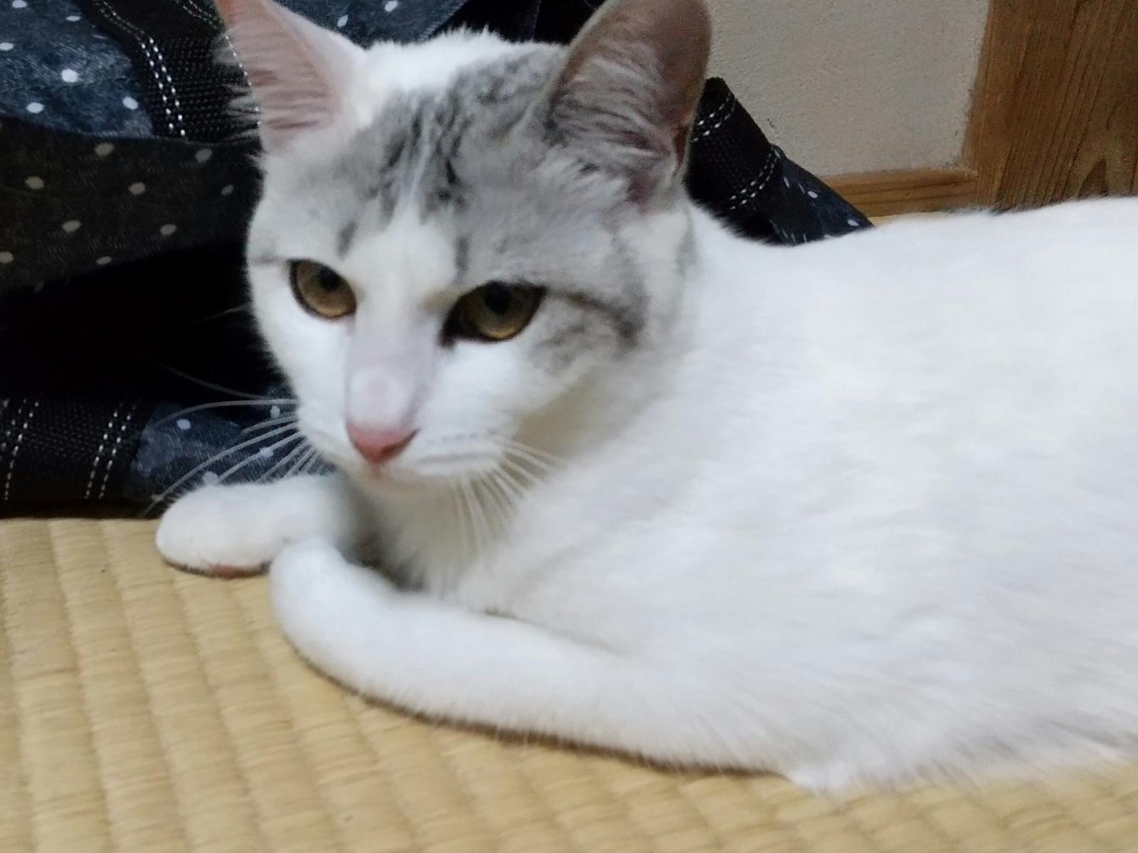 ごまちゃん ごまちゃん
