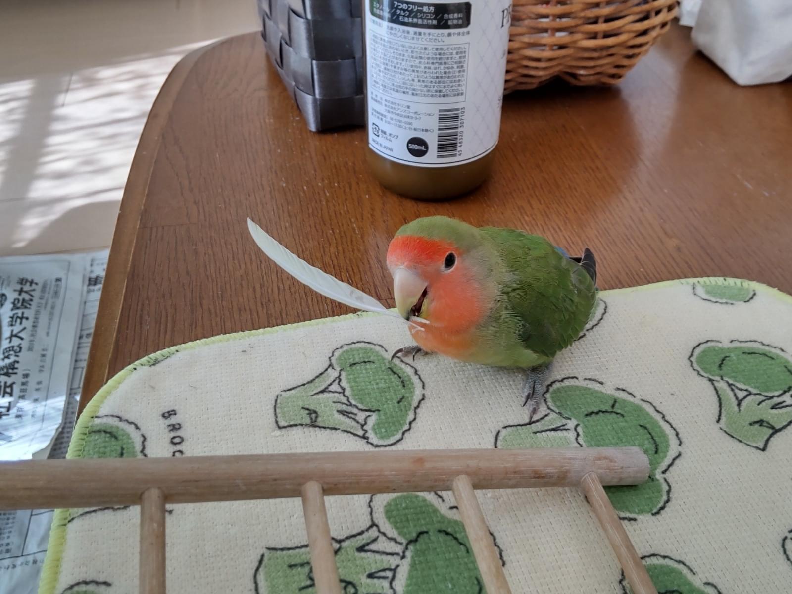 ピーチちゃん ピーチちゃん