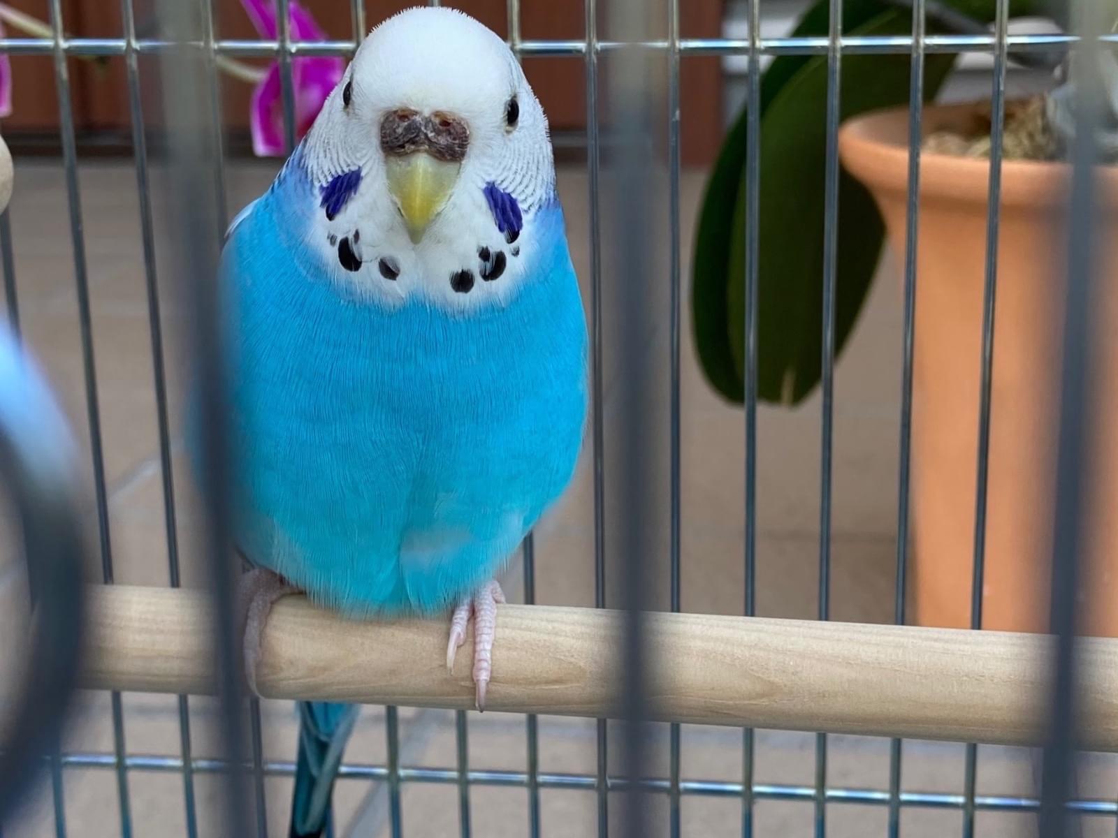 保護された鳥 保護された鳥