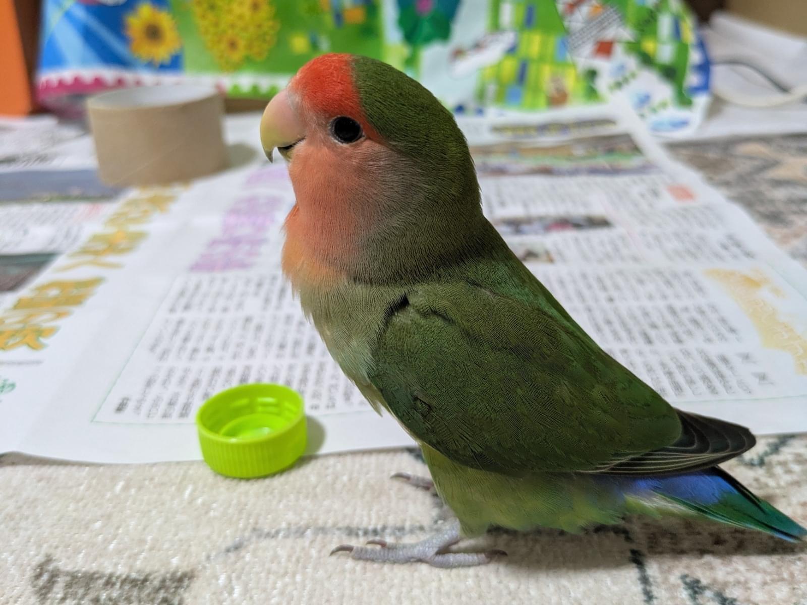 ハナちゃん