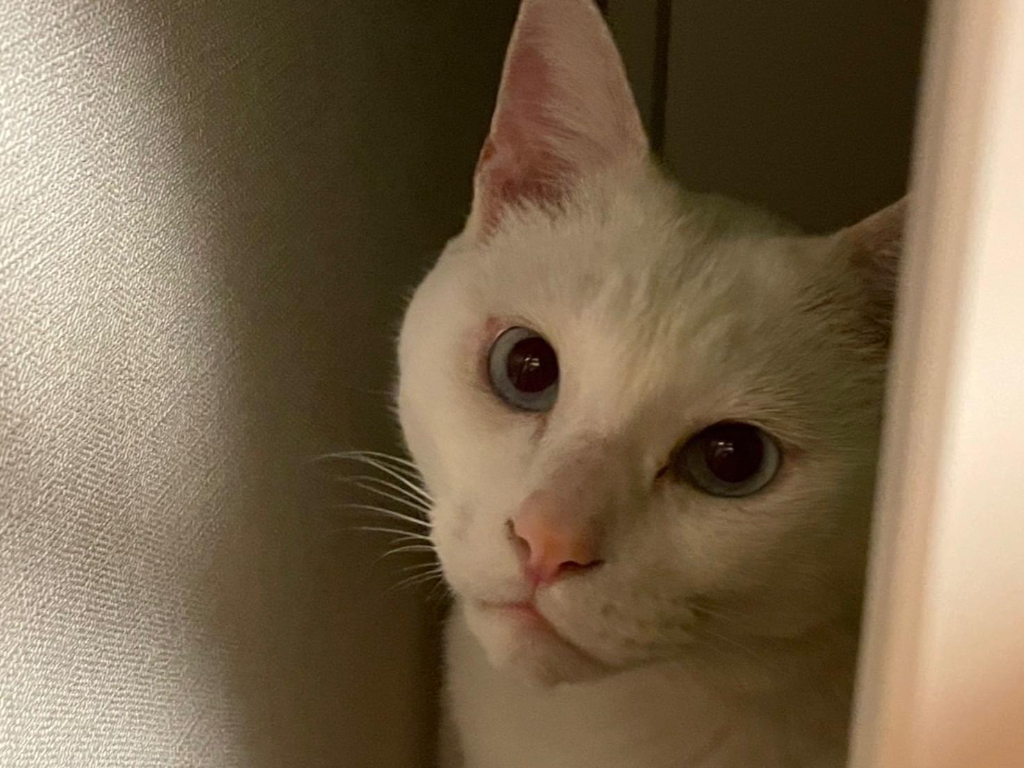 トムちゃん トムちゃん