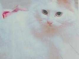ぺちこちゃん ぺちこちゃん
