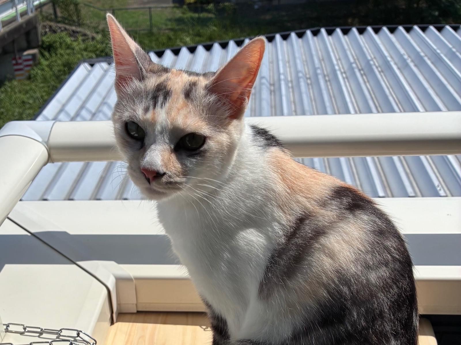 すいちゃん すいちゃん
