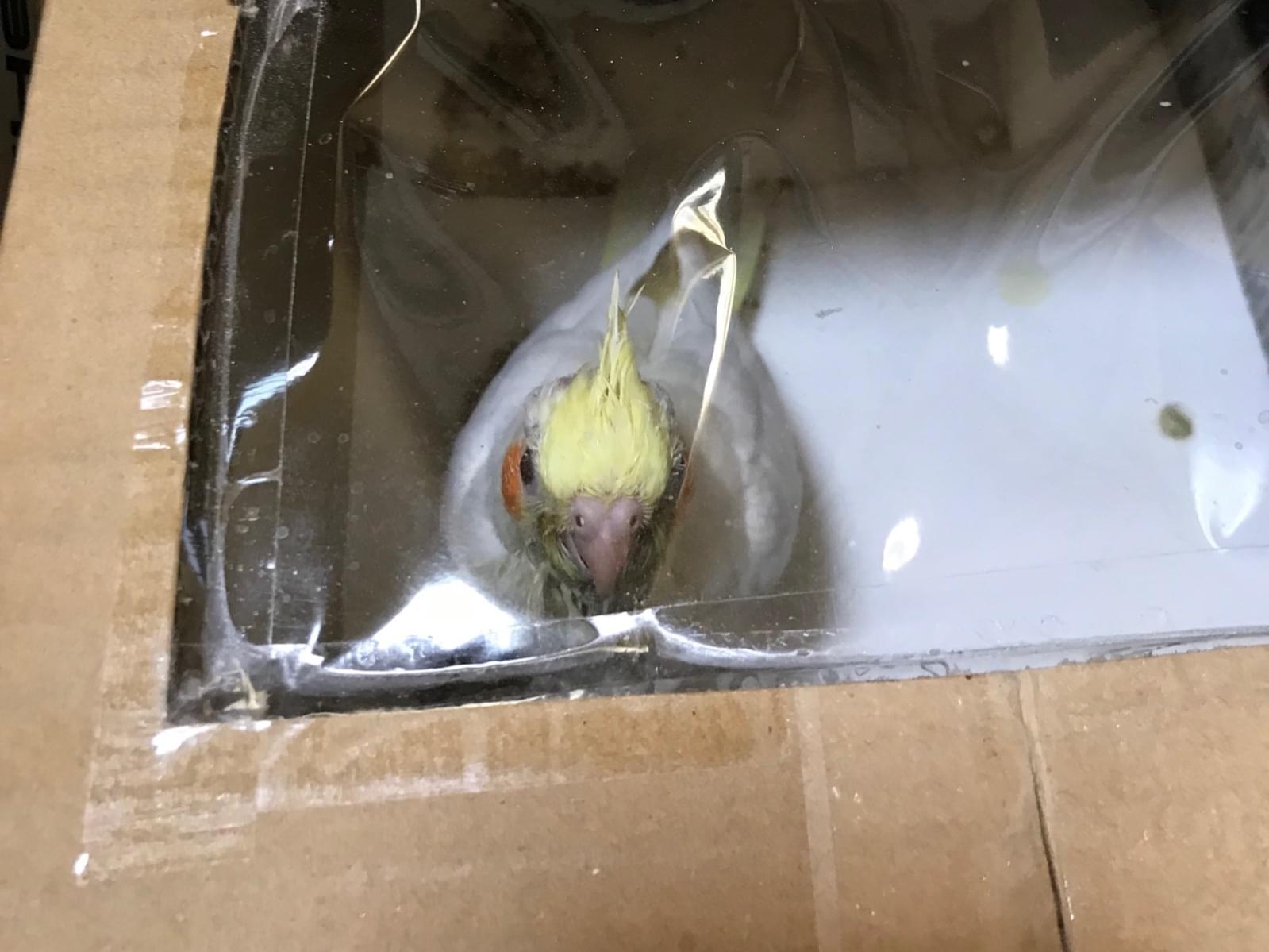 くーちゃん くーちゃん
