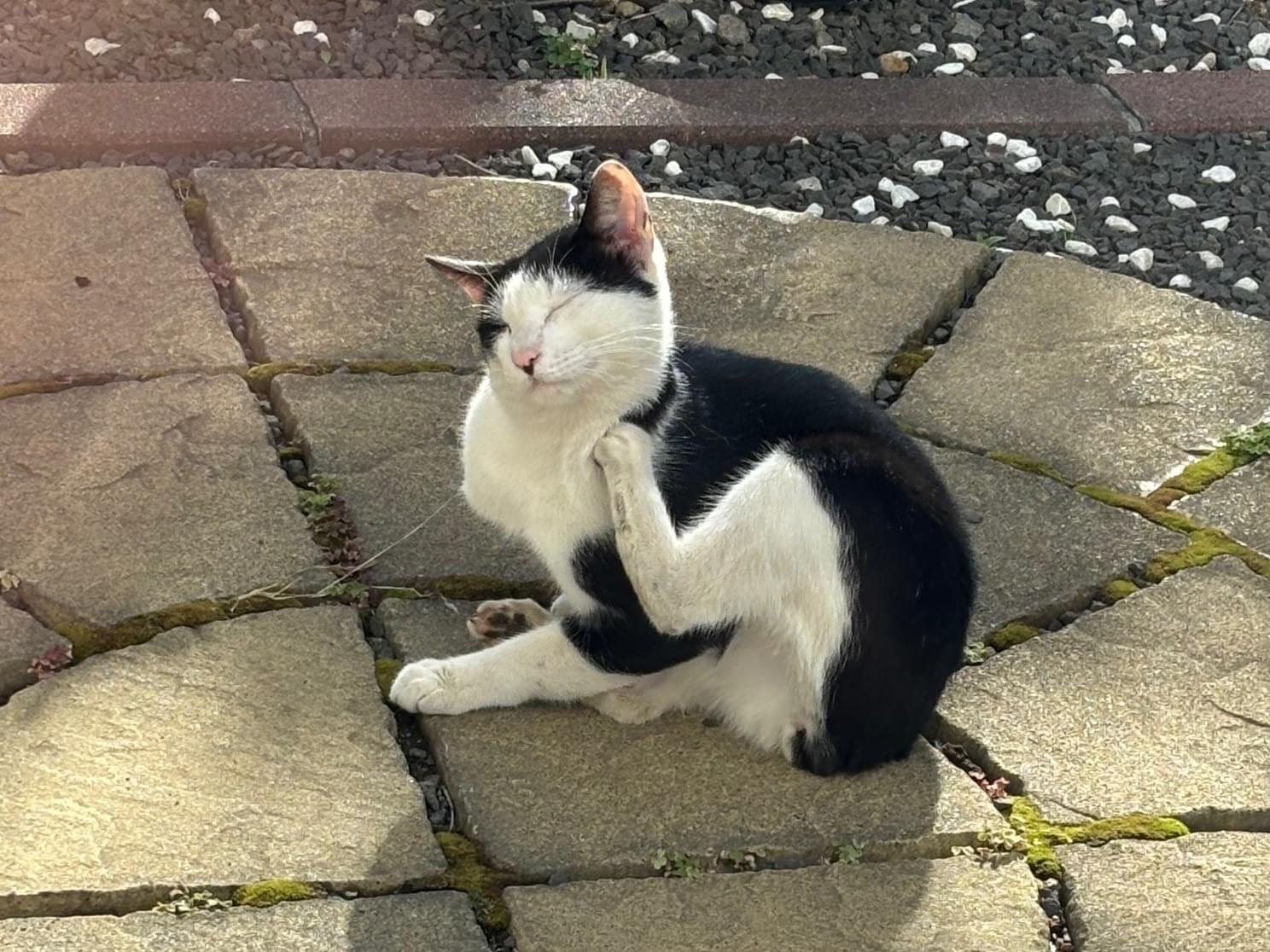 目撃された猫 目撃された猫