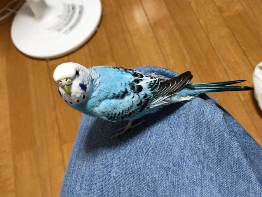 ドラえもんちゃん ドラえもんちゃん