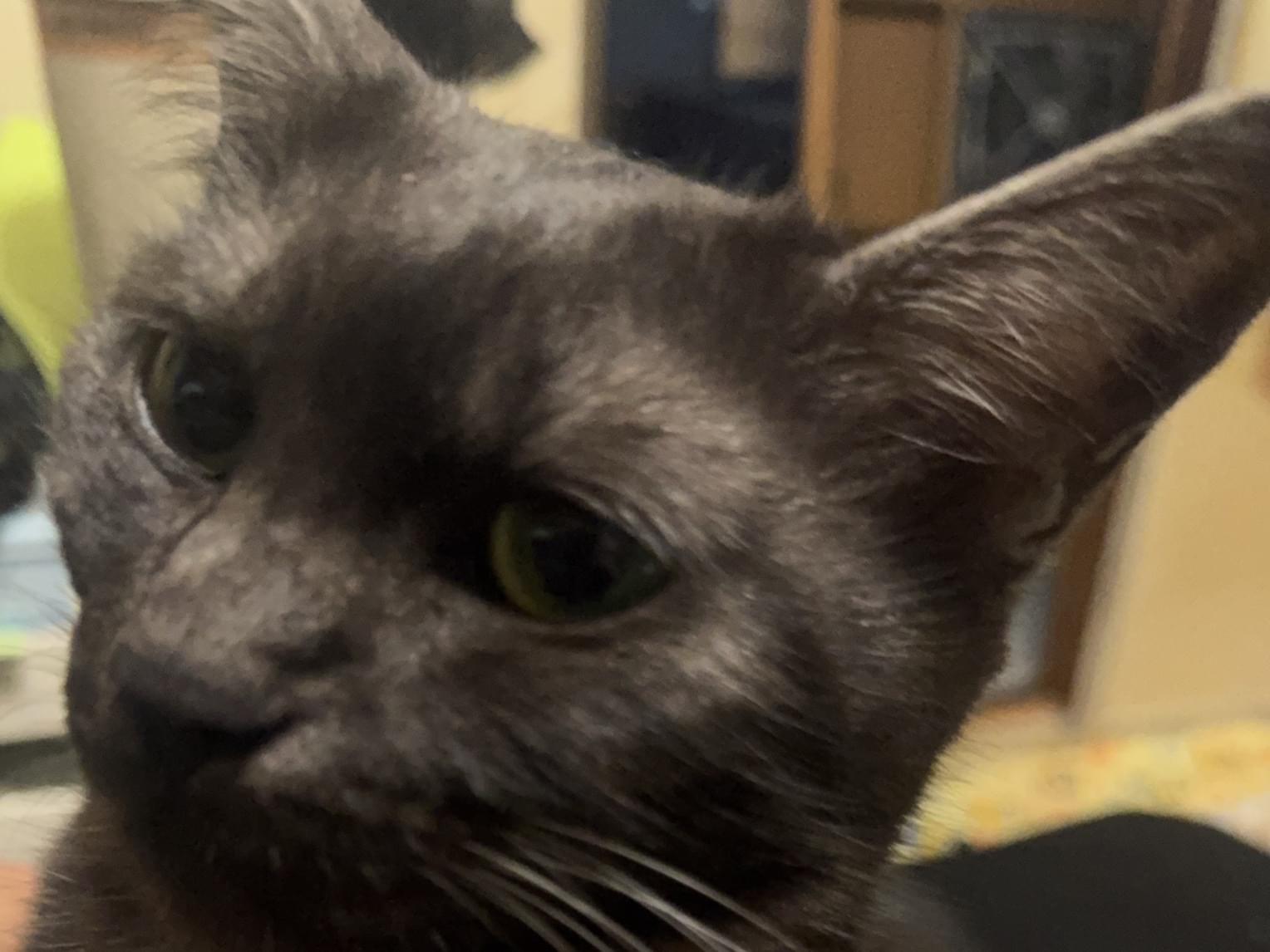 バフちゃん バフちゃん