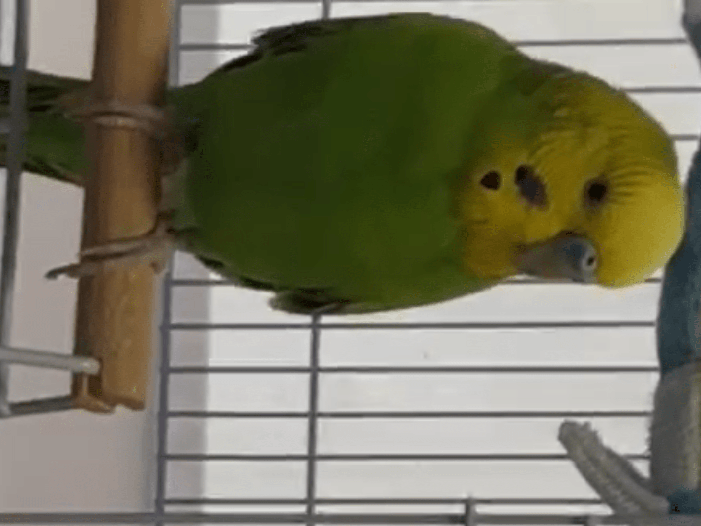 つぶちゃん つぶちゃん