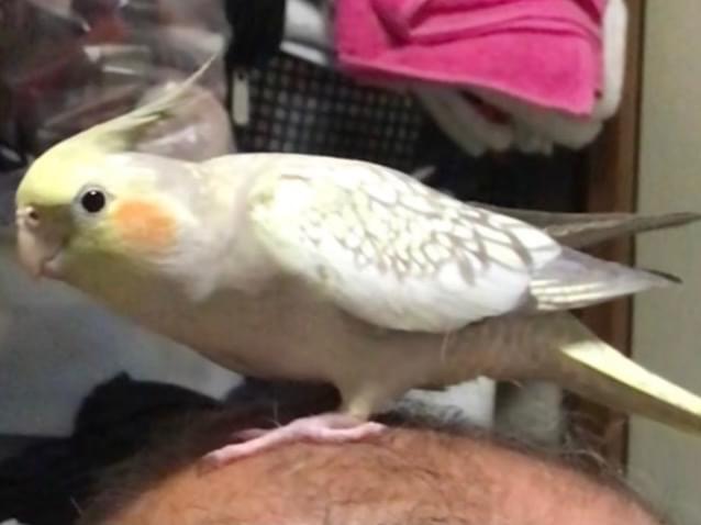 ぴーちゃん ぴーちゃん