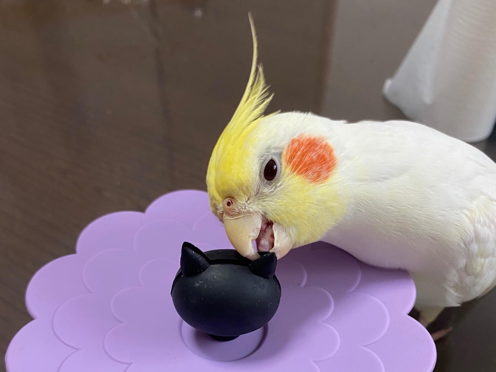 ゆずちゃん ゆずちゃん