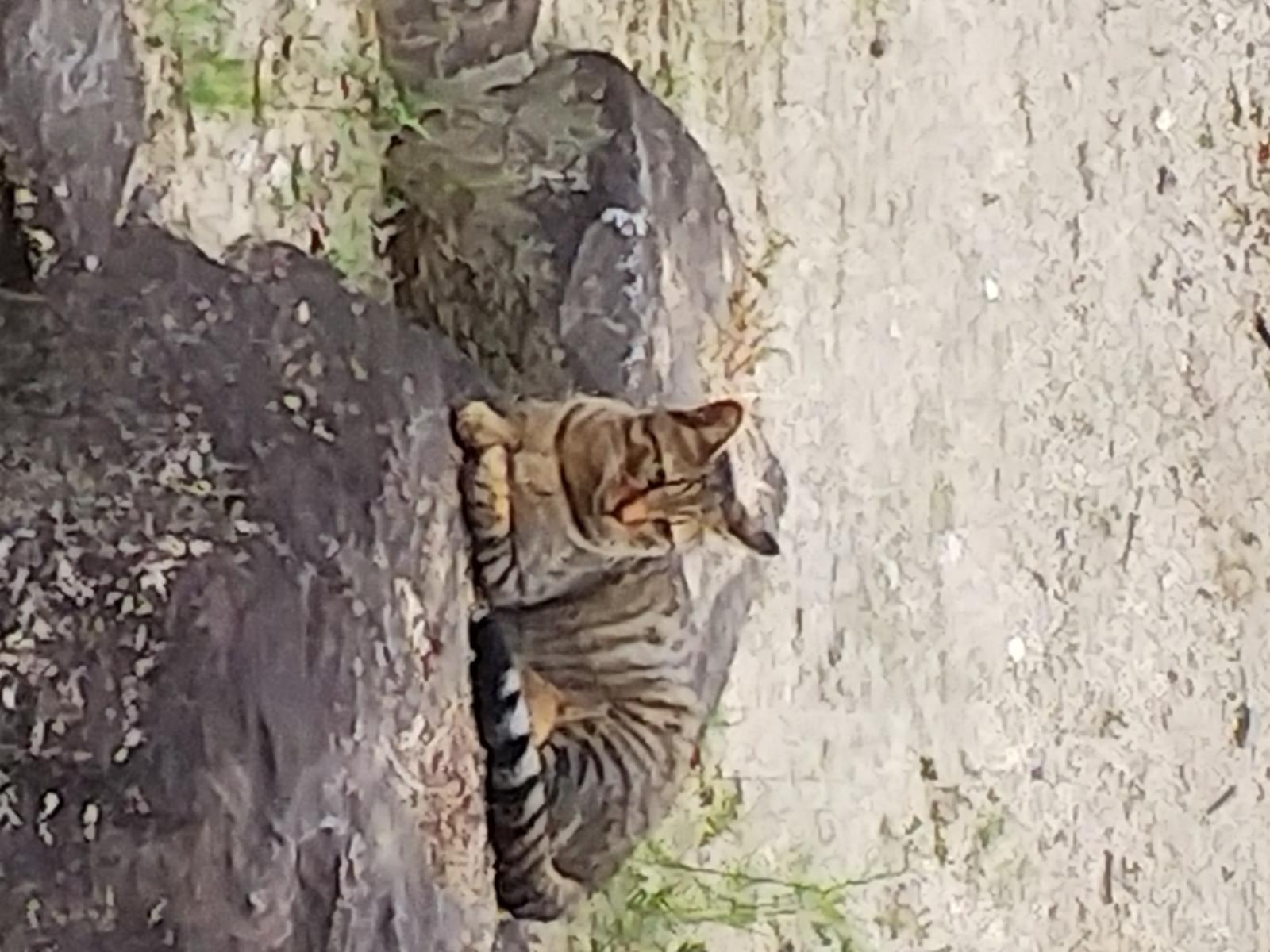 目撃された猫 目撃された猫