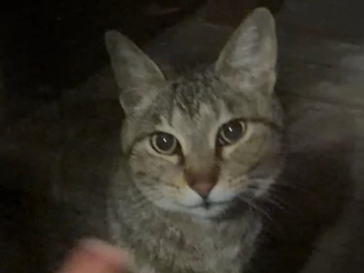 目撃された猫 目撃された猫