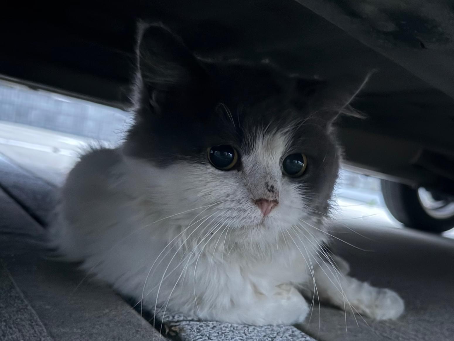 目撃された猫 目撃された猫