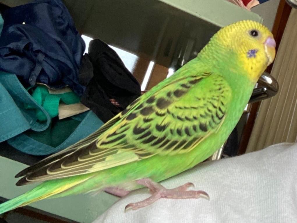 まめちゃん まめちゃん