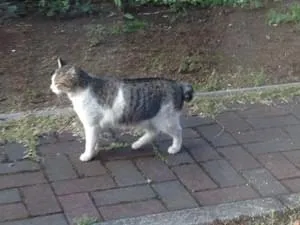 丸いしっぽのキジトラちゃん