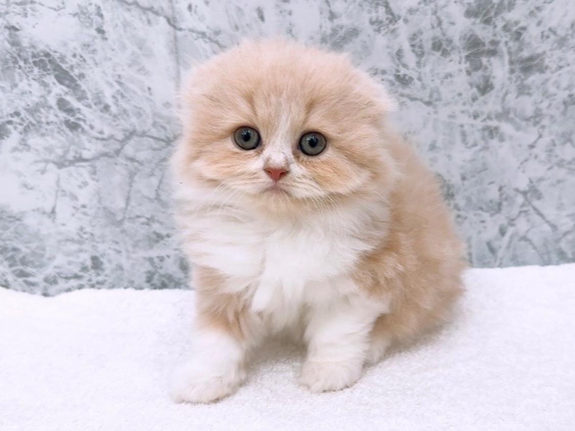 ぷりんちゃん ぷりんちゃん