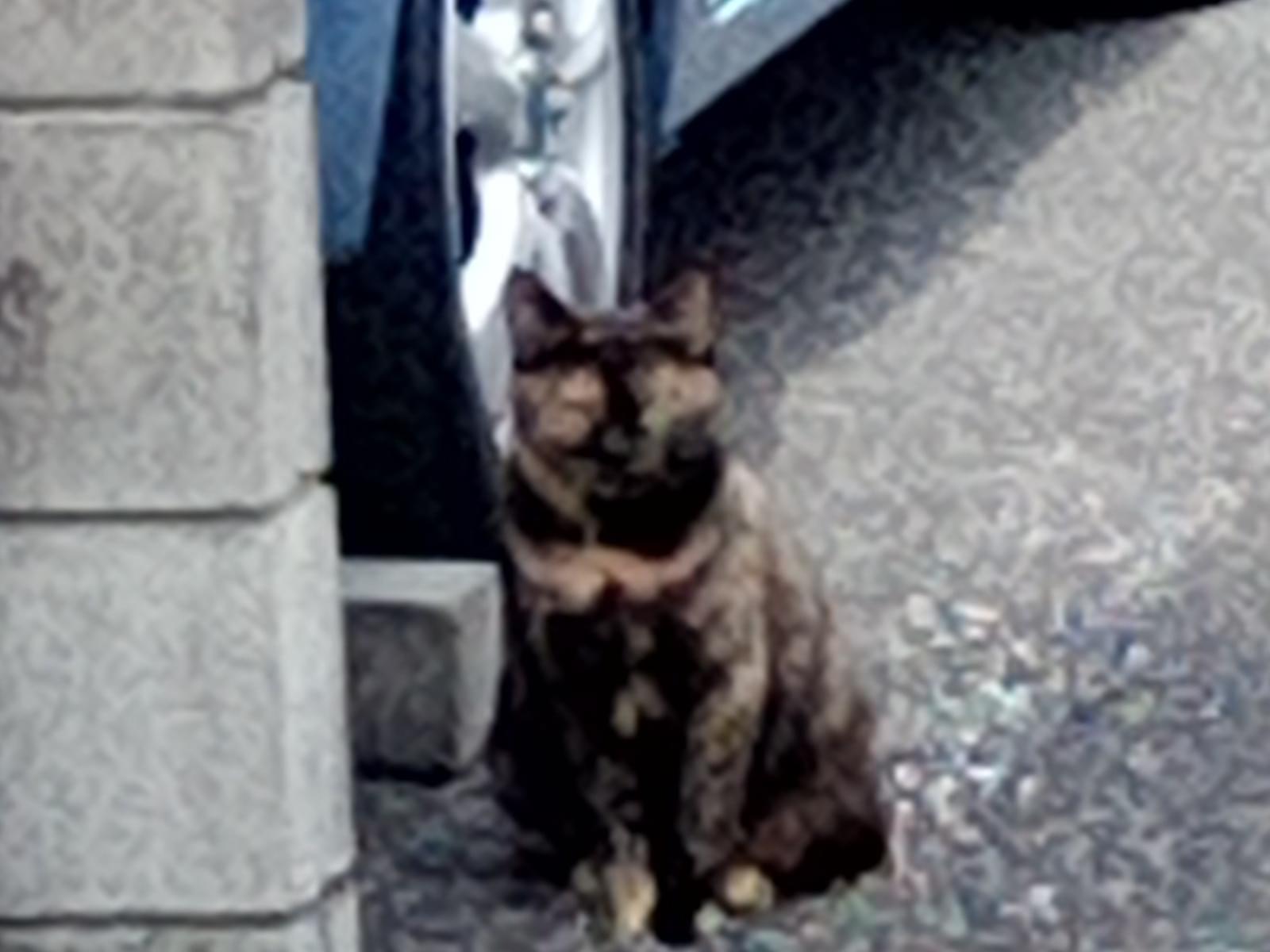 目撃された猫 目撃された猫