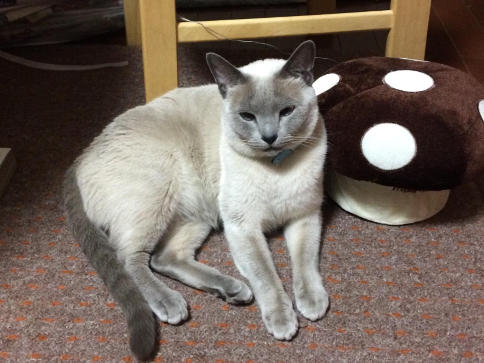 レオちゃん レオちゃん