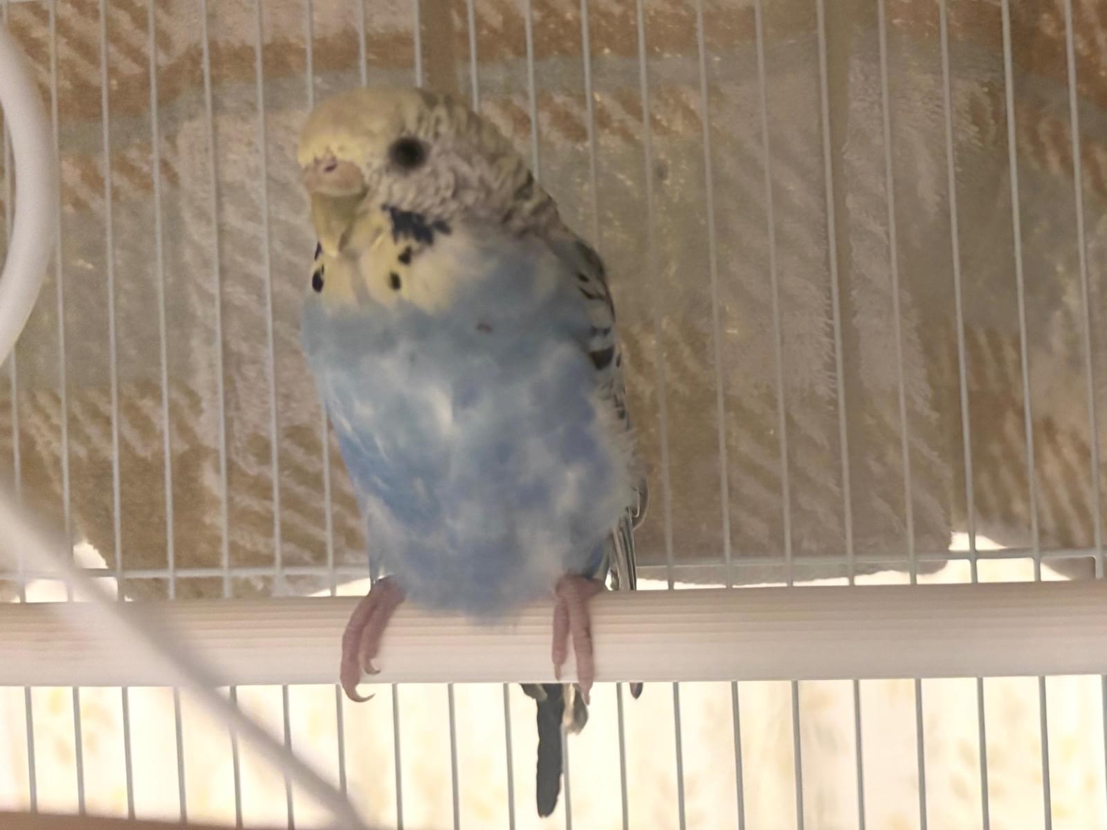 保護された鳥 保護された鳥