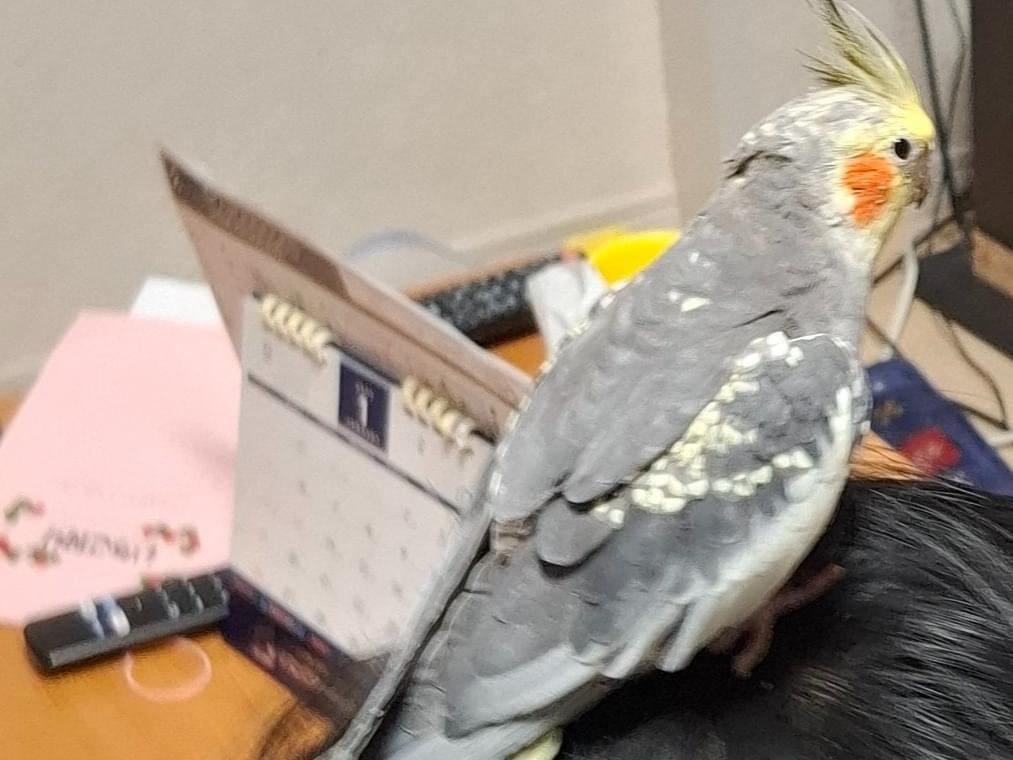 ぴーすけちゃん ぴーすけちゃん