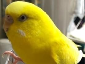 しえりちゃん しえりちゃん
