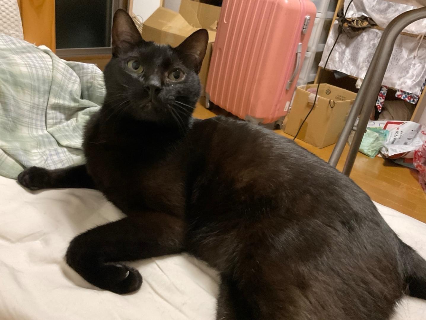 ジジちゃん ジジちゃん