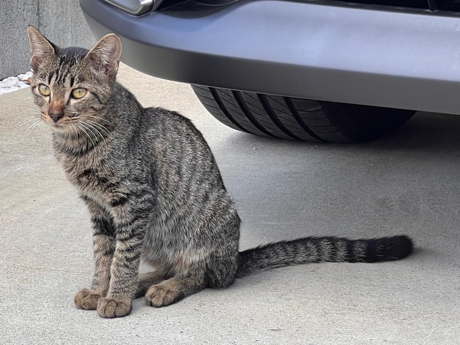 目撃された猫 目撃された猫