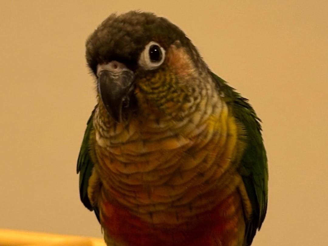 トマトちゃん トマトちゃん