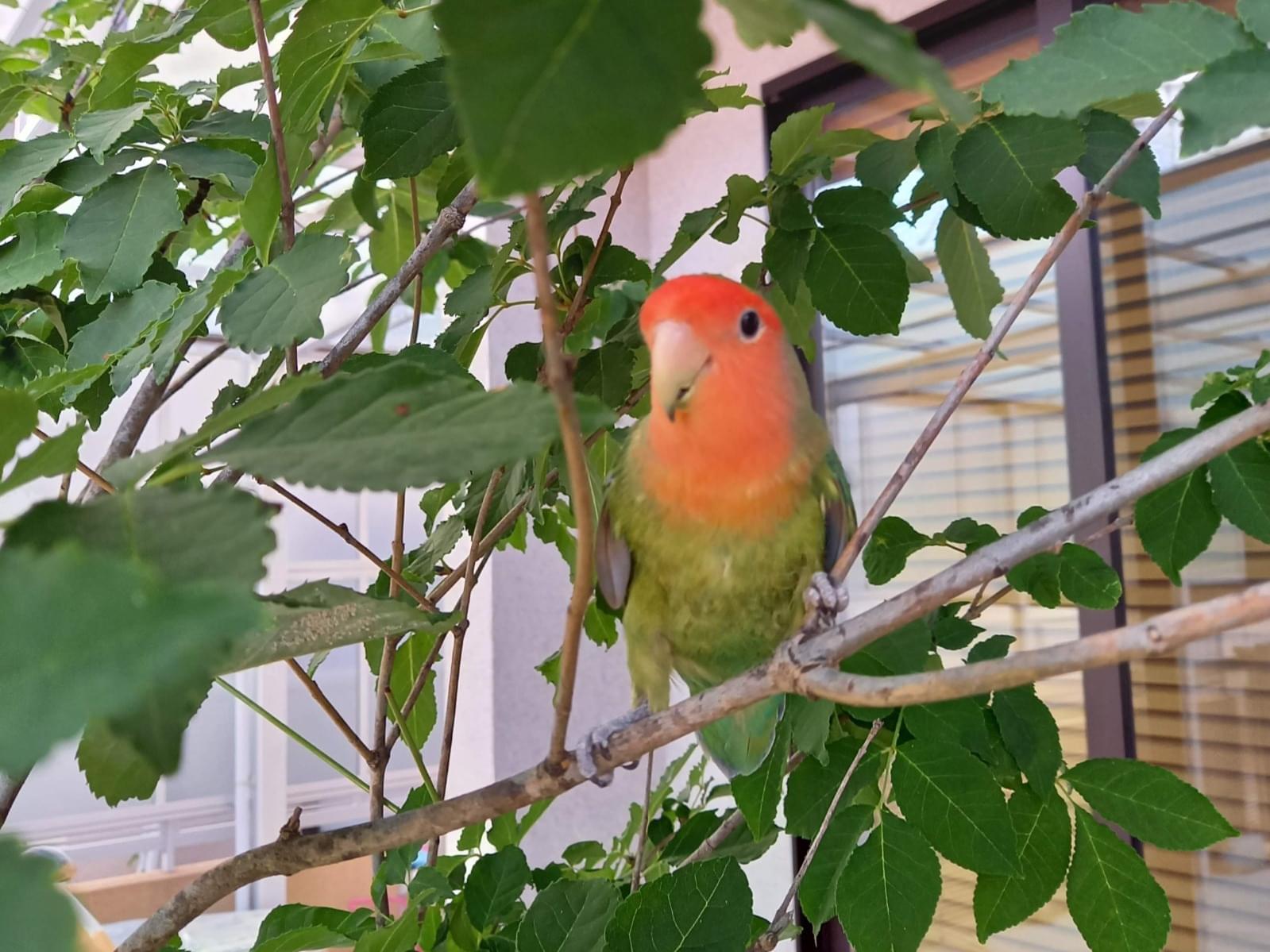 ぴーちゃん ぴーちゃん