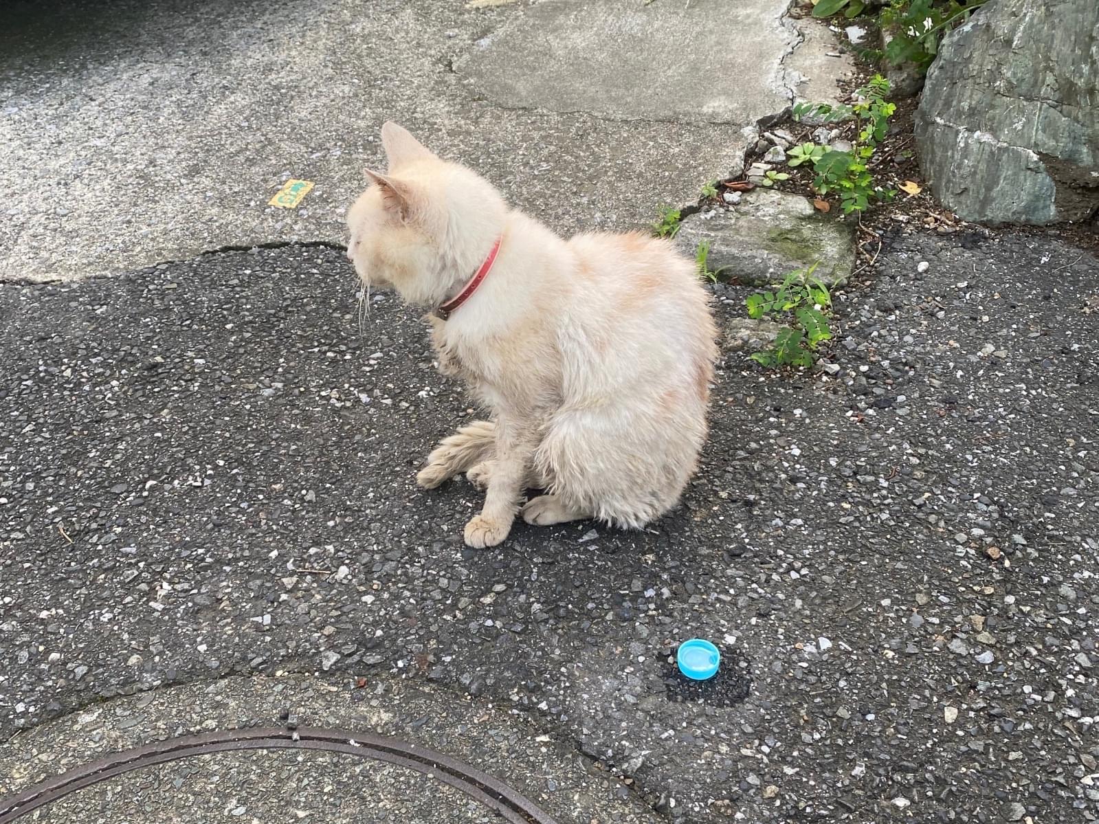 目撃された猫 目撃された猫