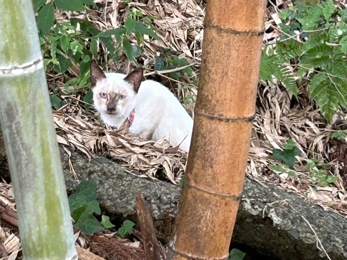 目撃された猫 目撃された猫