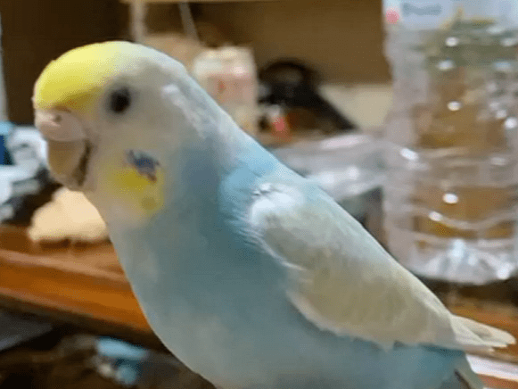 あーちゃん あーちゃん