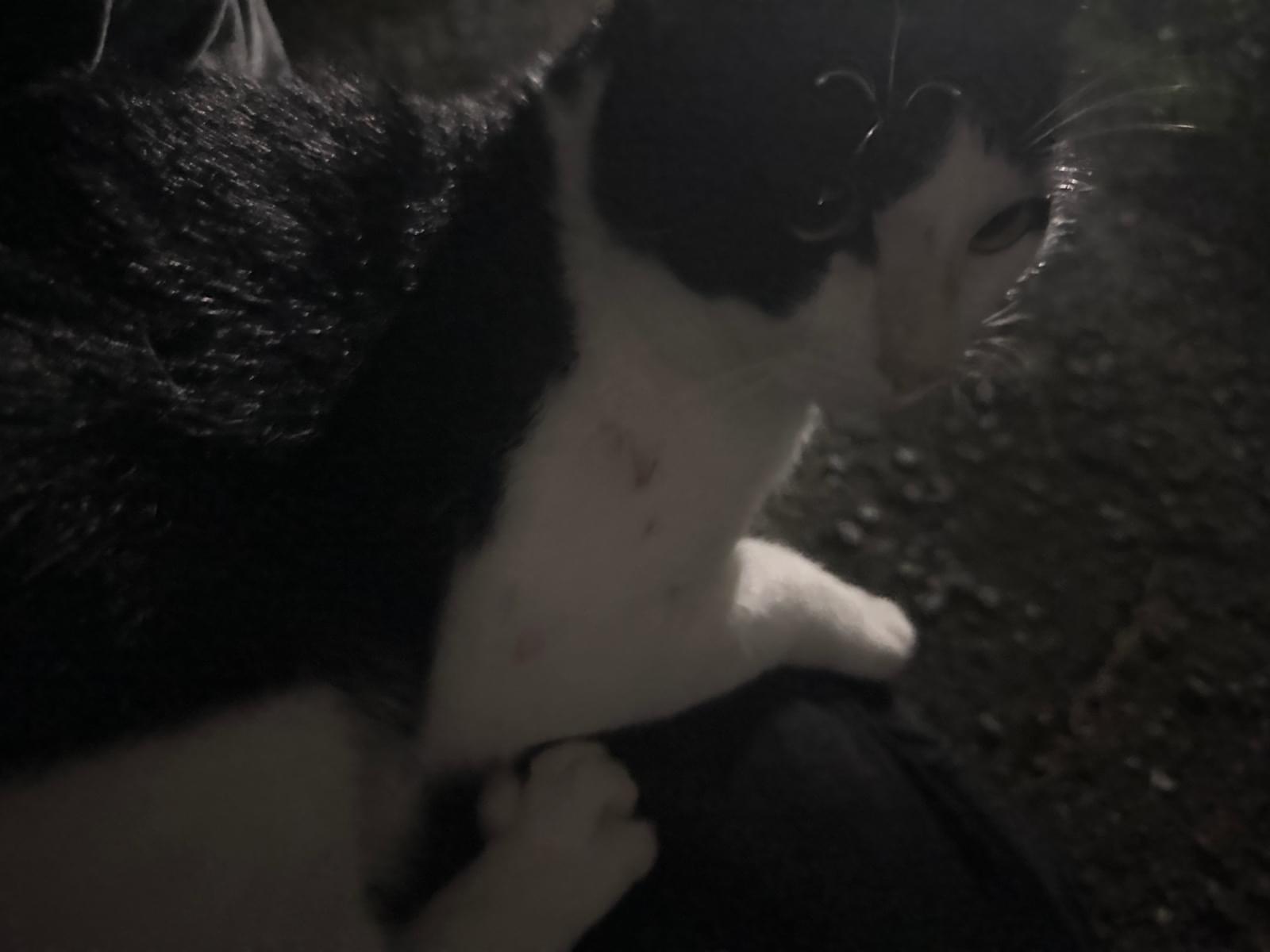 目撃された猫