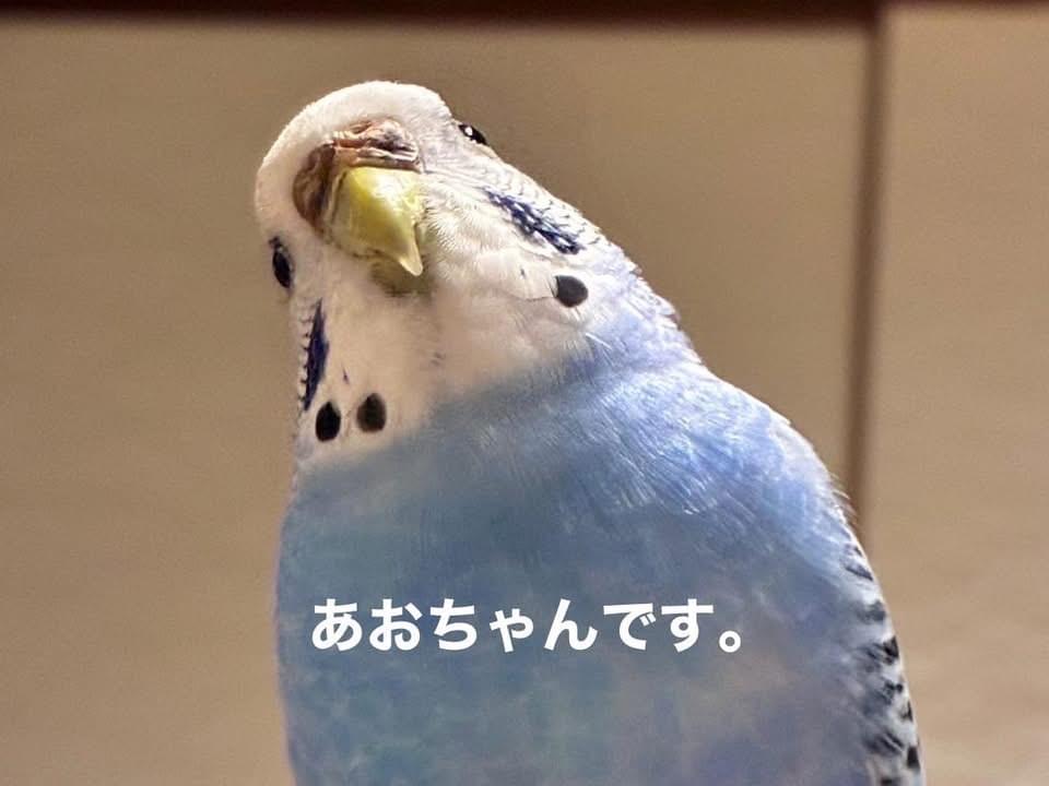 あおちゃん あおちゃん