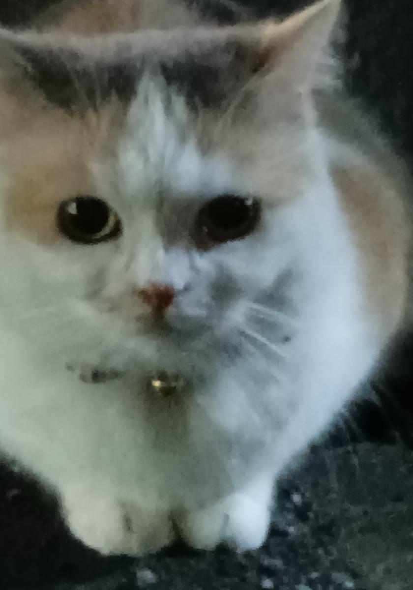 鈴を付けた三毛猫