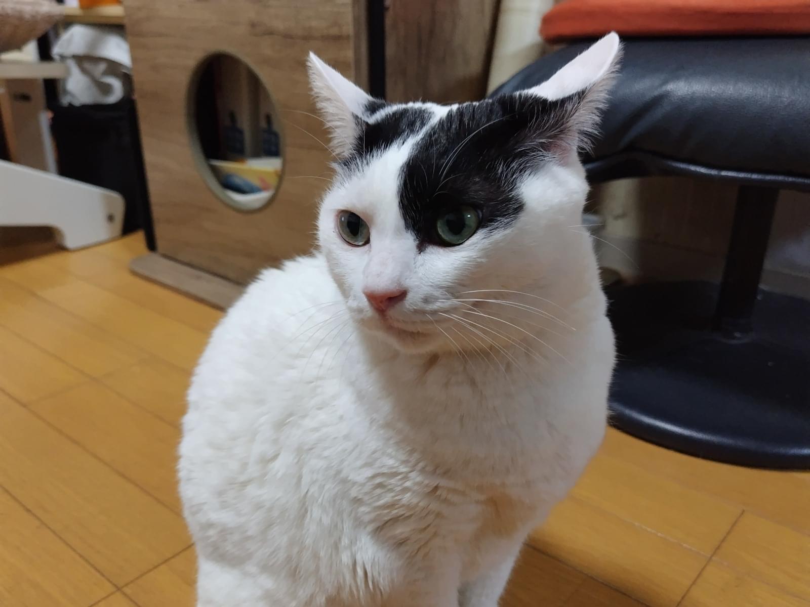 てまりちゃん てまりちゃん